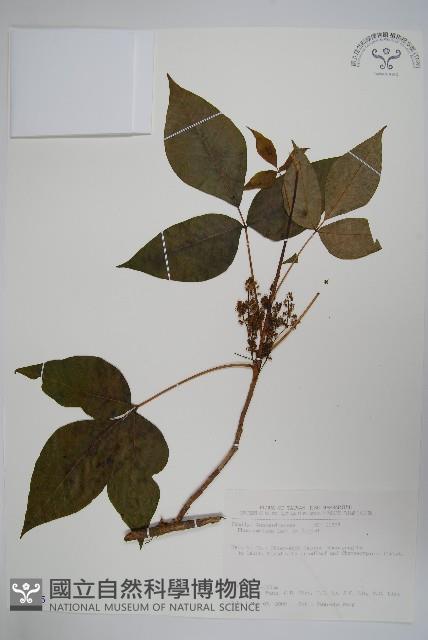 臺灣藤漆藏品圖，第1張