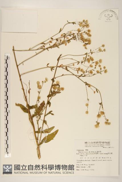 白頂飛蓬藏品圖，第1張