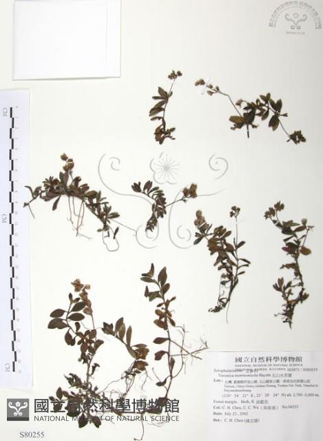 玉山水苦賈藏品圖，第1張