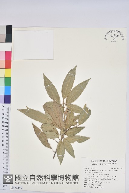 灰背櫟藏品圖，第1張
