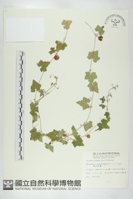 倒吊金鐘、天花藏品圖，第1張