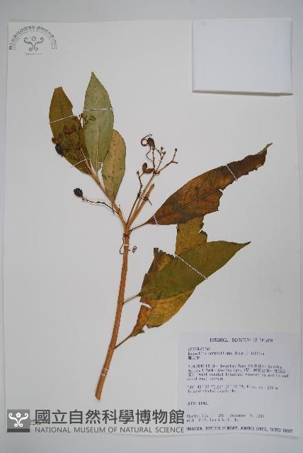 蘿芙木藏品圖，第1張