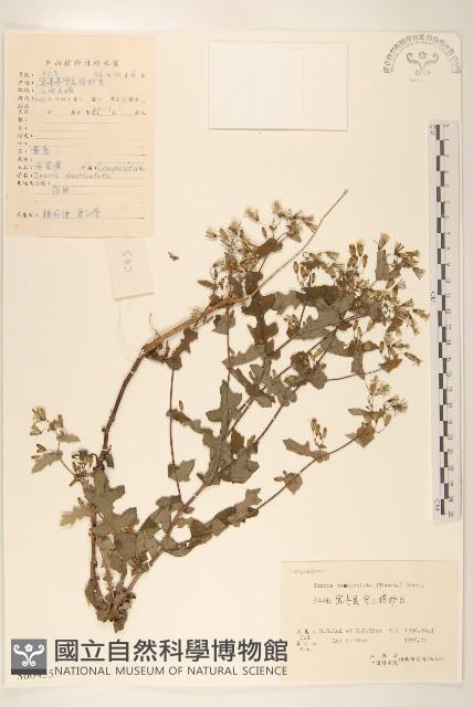 苦實菜藏品圖，第1張