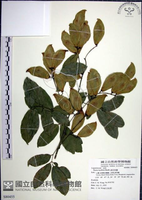 疏花魚藤藏品圖，第1張