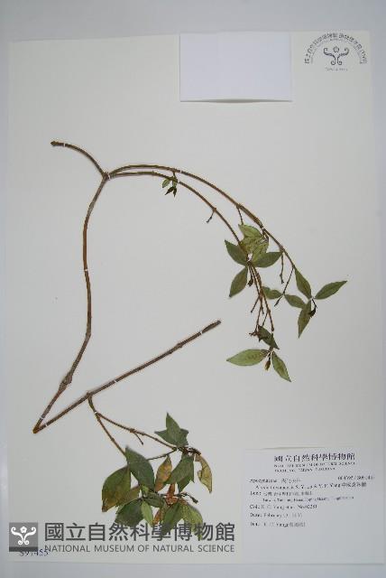 台灣念珠藤藏品圖，第1張