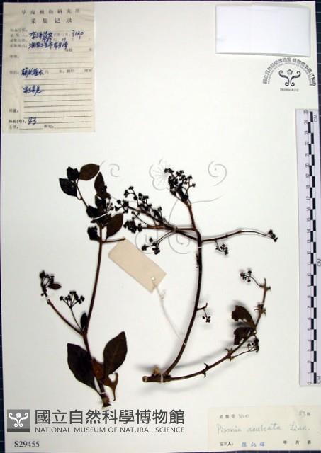 腺果藤、刺藤藏品圖，第1張