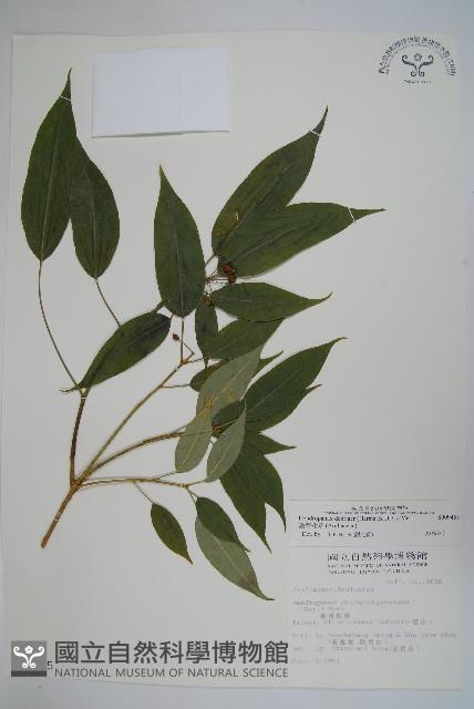 臺灣樹參藏品圖，第1張