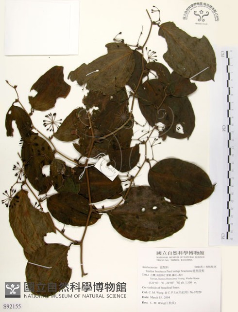 糙莖菝契、疣枝菝契藏品圖，第1張
