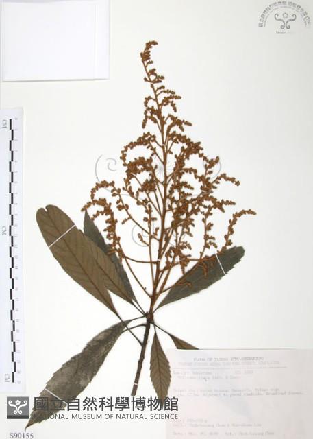 筆羅子藏品圖，第1張