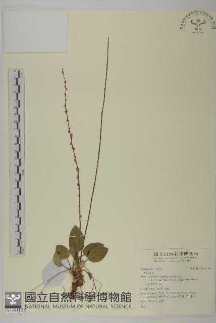 登錄號:S140155藏品圖，第1張