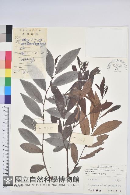 紅毛饅頭果藏品圖，第1張