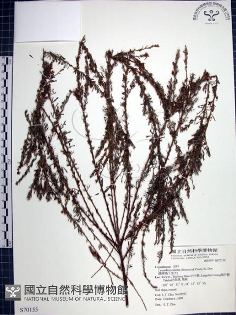 鐵掃帚、千里光藏品圖，第1張