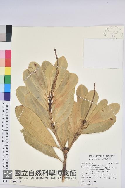 蘭嶼土沉香藏品圖，第1張