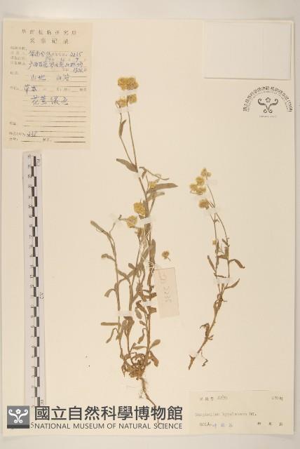 秋鼠麴草藏品圖，第1張