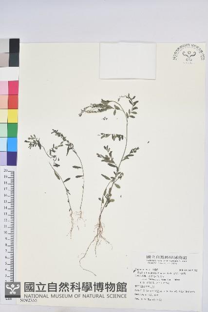 銳葉小還魂藏品圖，第1張