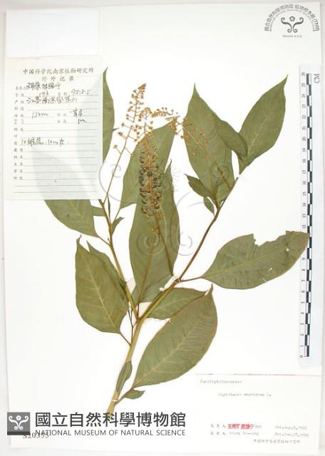 美洲商陸藏品圖，第1張