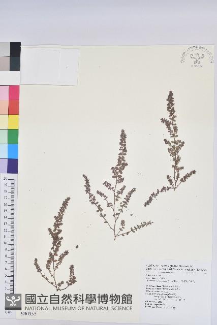 千根草藏品圖，第1張