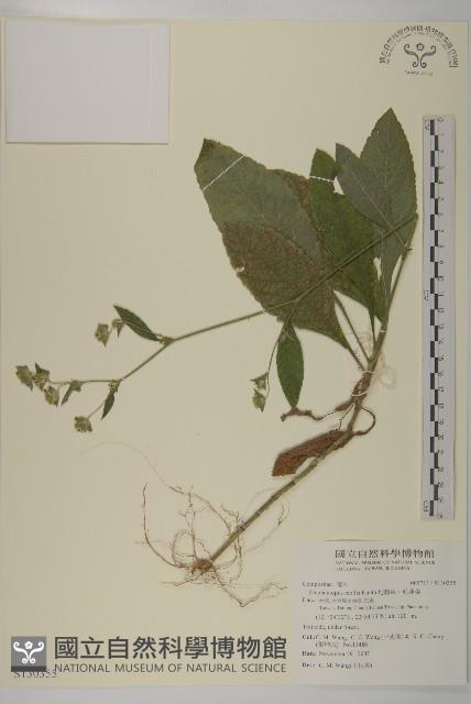 地膽草、毛蓮菜藏品圖，第1張