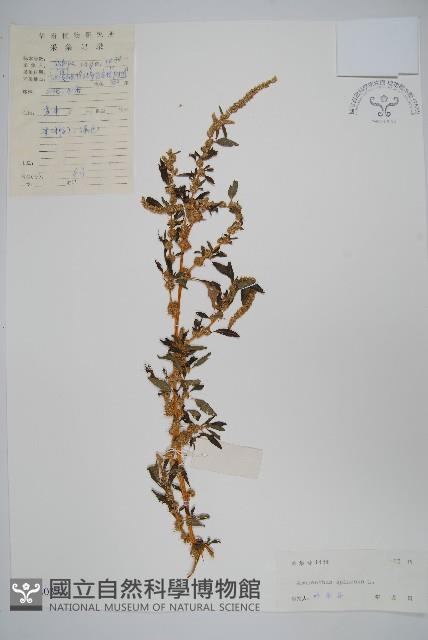 刺莧藏品圖，第1張