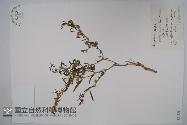 地梢皮藏品圖，第1張