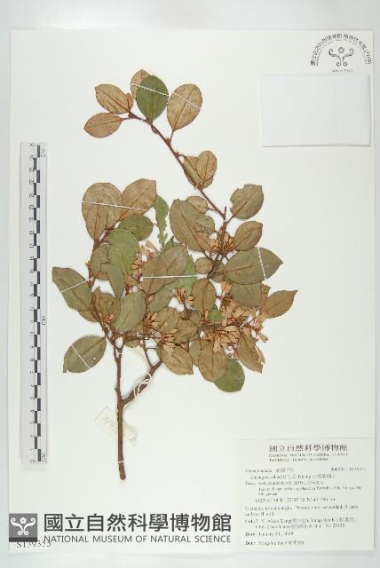 大橋胡頹子藏品圖，第1張