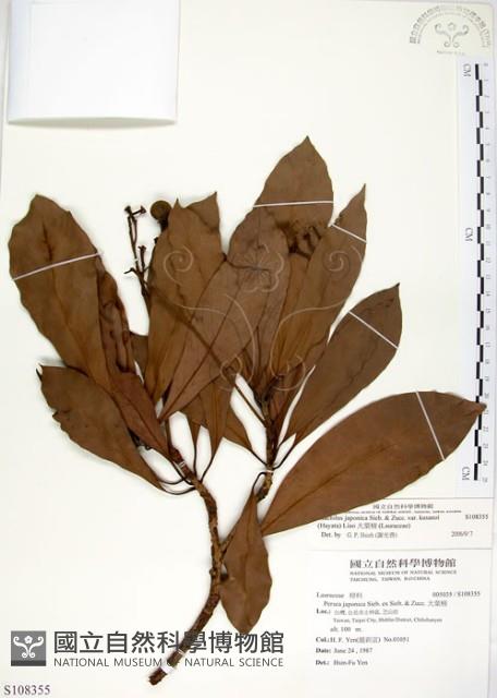 大葉楠藏品圖，第1張