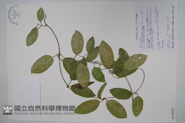 臺灣牛皮消、臺灣白薇藏品圖，第1張