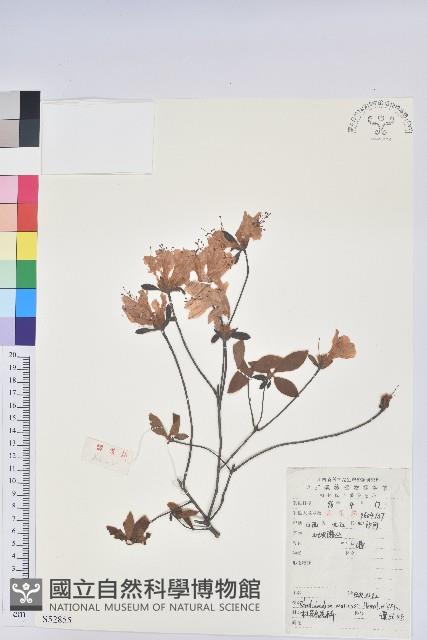 守城滿山紅、馬禮士杜鵑藏品圖，第1張