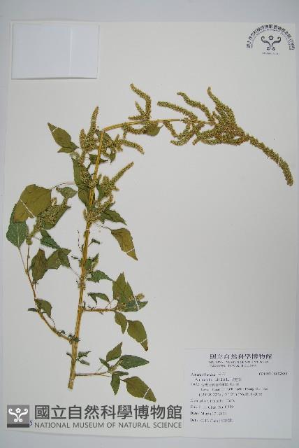 野莧菜藏品圖，第1張