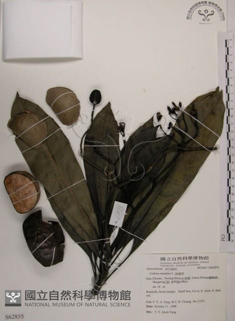 海檬果藏品圖，第1張