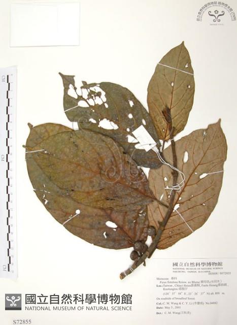 豬母乳、水同木藏品圖，第1張