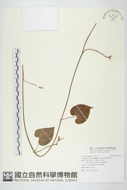 銳葉牽牛藏品圖，第1張