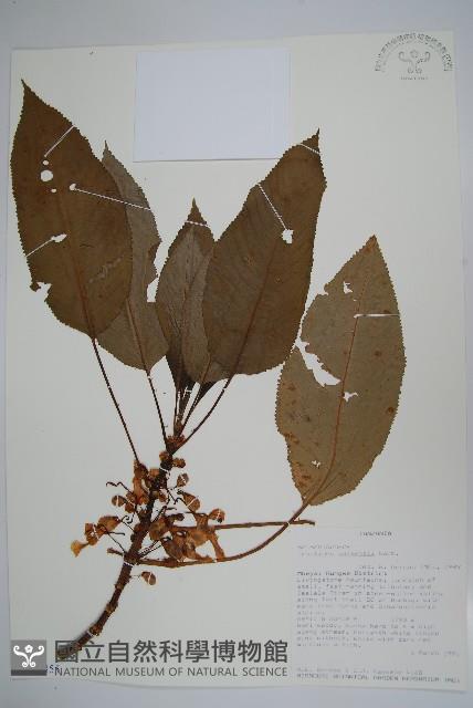 登錄號:S100855藏品圖，第1張