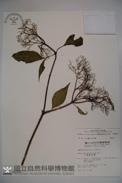 冇骨消藏品圖，第1張