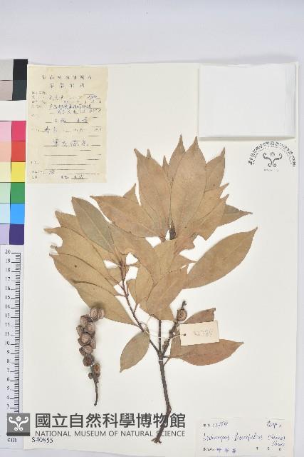 橿葉柯藏品圖，第1張