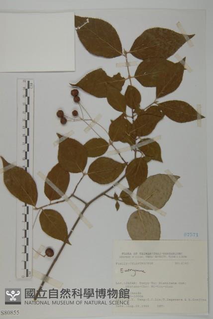 登錄號:S080855藏品圖，第1張