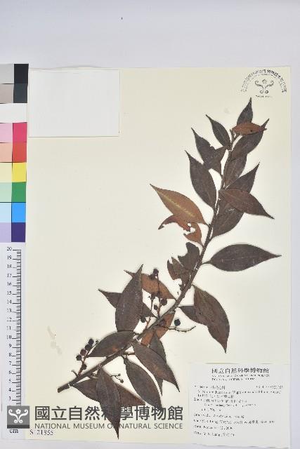 珍珠花、長尾葉越橘藏品圖，第1張