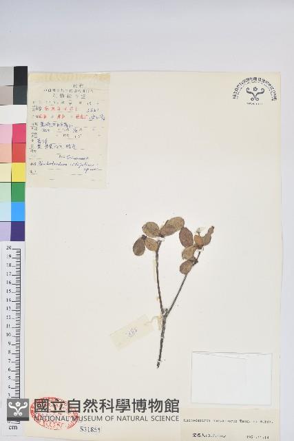 純黃杜鵑藏品圖，第1張