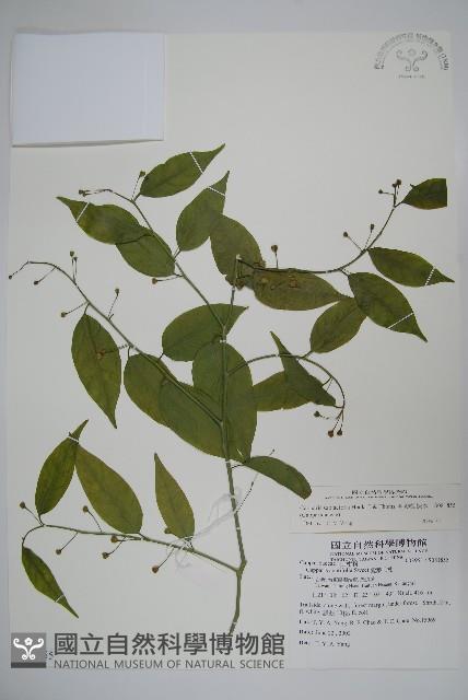 毛瓣蝴蝶木藏品圖，第1張