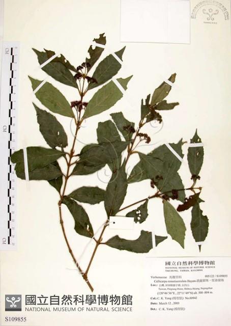 疏齒紫珠、恆春紫珠藏品圖，第1張