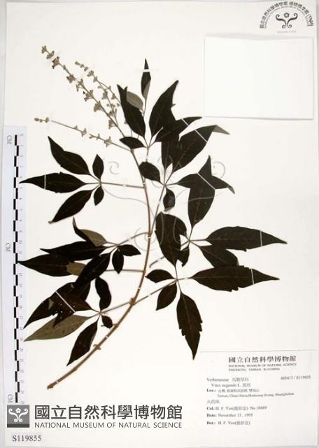 黃荊藏品圖，第1張