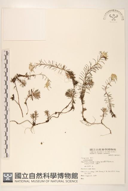 登錄號:S073855藏品圖，第1張