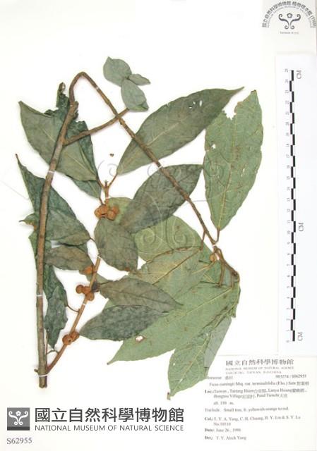 對葉榕藏品圖，第1張