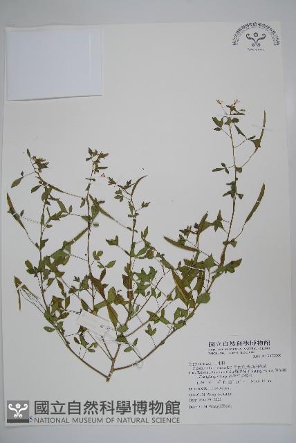 平伏莖白花菜、成功白花菜藏品圖，第1張