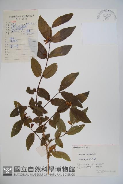 下江忍冬藏品圖，第1張