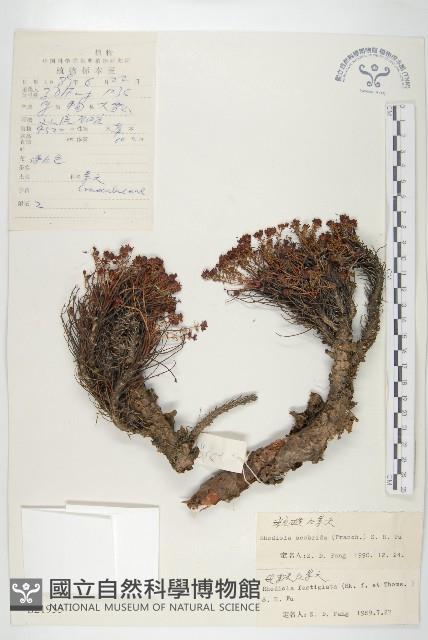 粗糙紅景天藏品圖，第1張