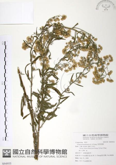 美洲假蓬藏品圖，第1張