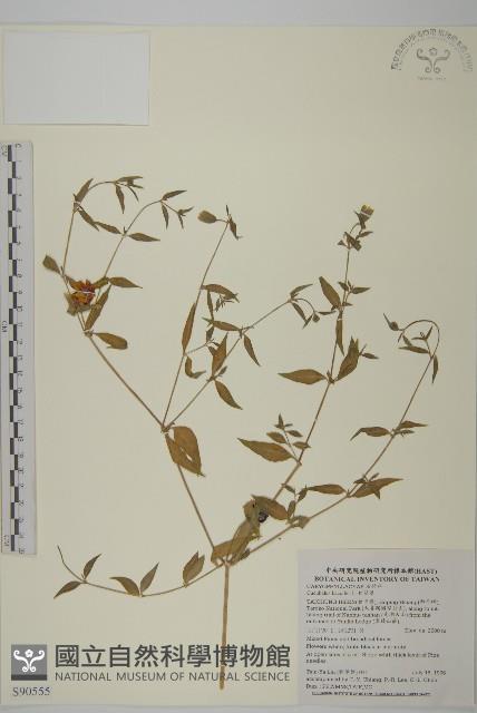 狗筋蔓藏品圖，第1張