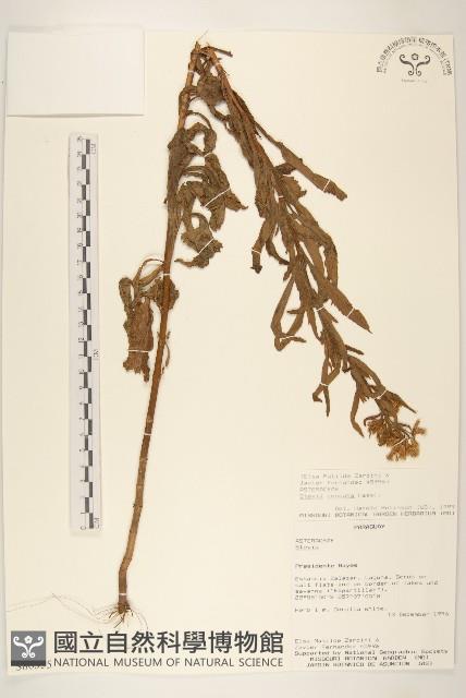 登錄號:S080555藏品圖，第1張