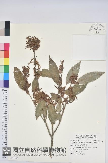 狹葉櫟藏品圖，第1張